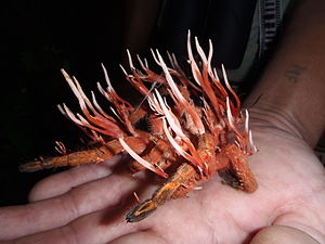 This is a real-life image of the cordyceps, does it remind you of something from The Last of Us?